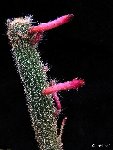 Cleistocactus candelilla ssp piraymiriensis P1330481.JPG